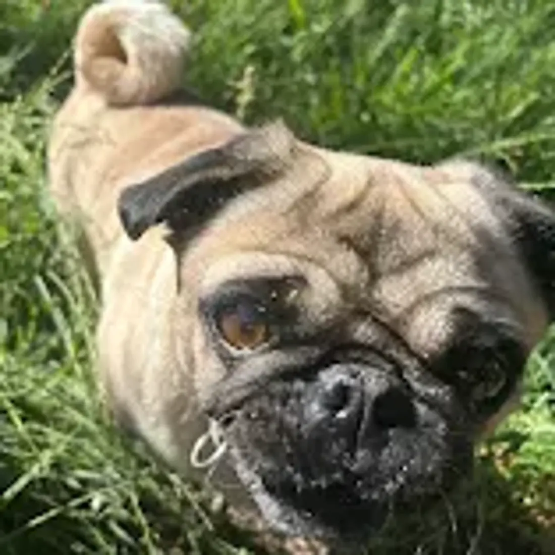 Close-up of a pug dog looking up in green grass